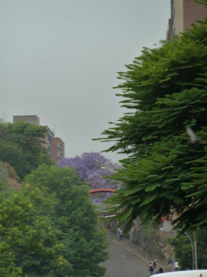 hillbrow trees image