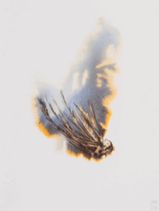 final wing image